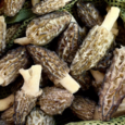 Morel Mushroom Season – Where to Look and How to Cook – 9and10News.com