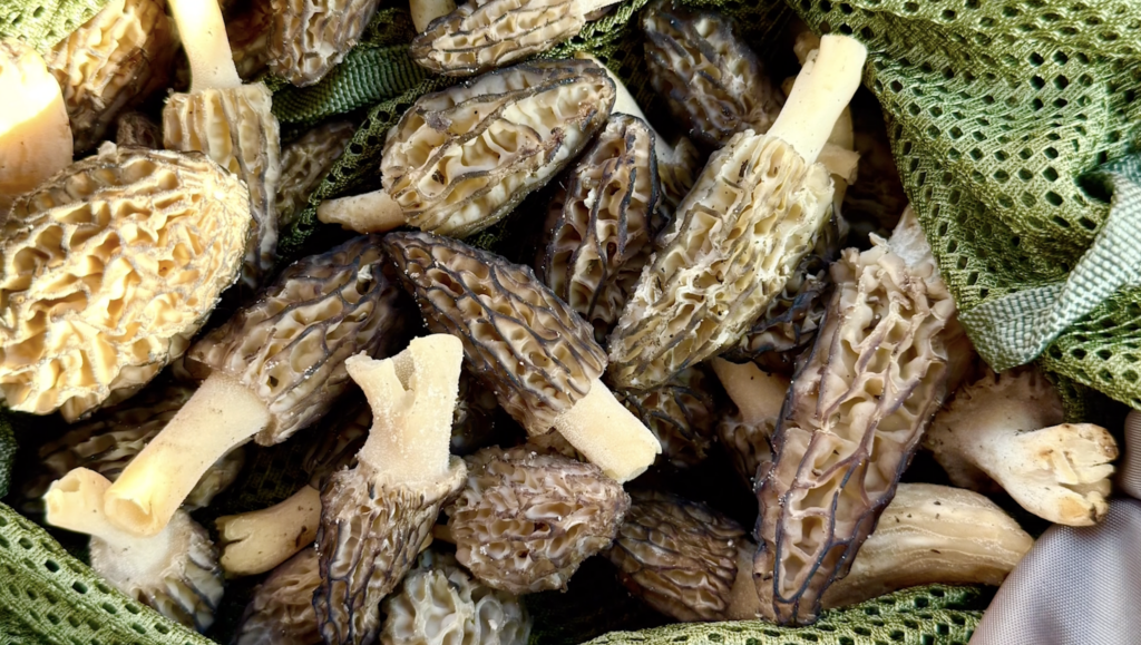 Morel Mushroom Season – Where to Look and How to Cook – 9and10News.com