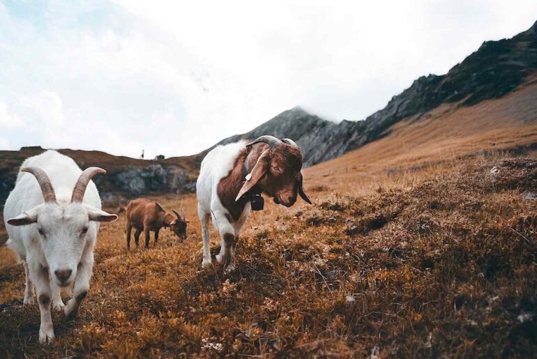 Goats benefit from bioactive plants in diet