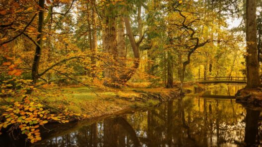 Sandy Balls Holiday Village unveils Song of the Forest wellness experience for guests