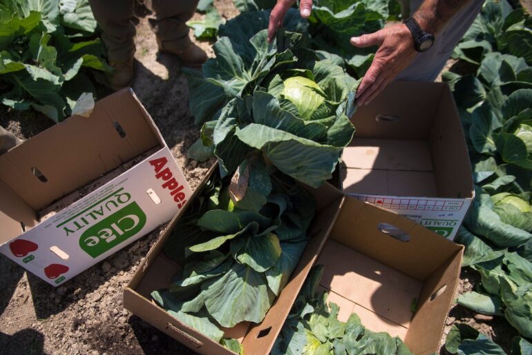 Whether green, red or purple, Napa, Savoy or bok choy, nutrition experts say you can’t really go wrong with any type of cabbage.