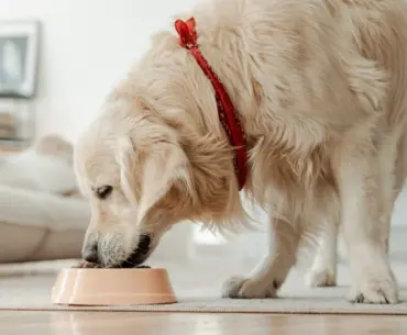 Nutrition Insight logo