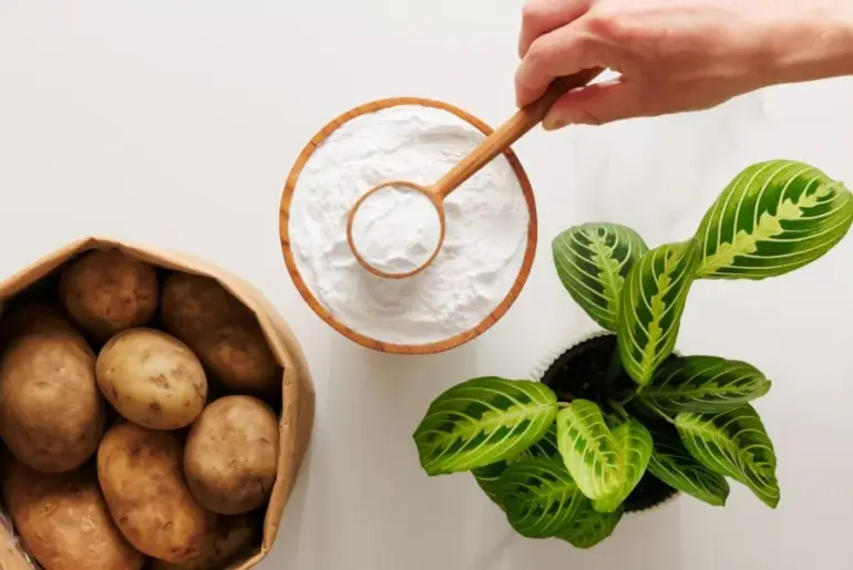 Nutrition Insight logo