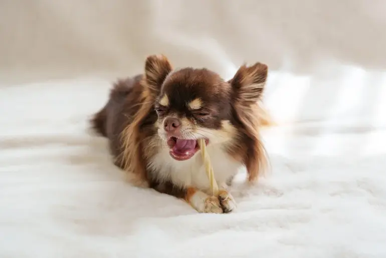 Nutrition Insight logo