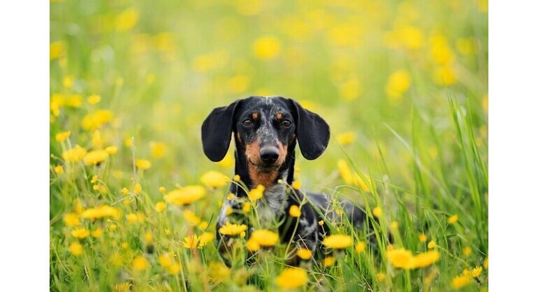 PetSmart's Spring Wellness Essentials Keep Pets Happy & Healthy