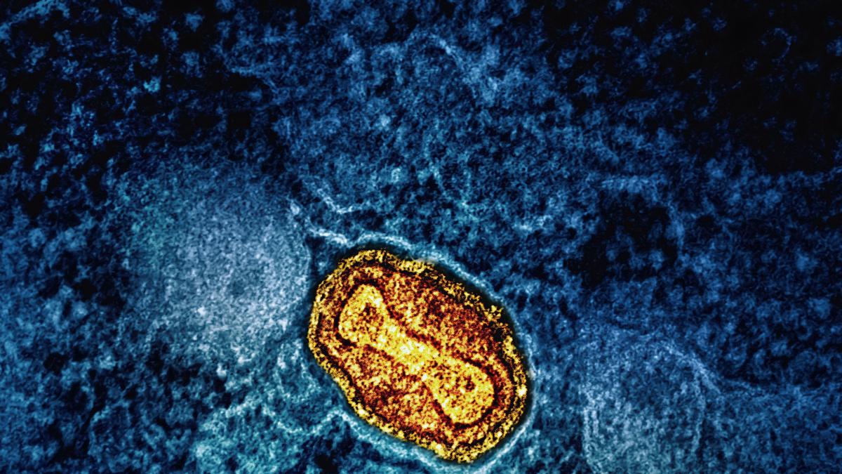 12 curiosities about the immune system