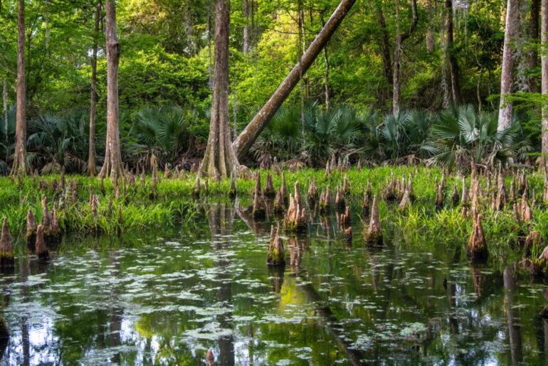 James Edmunds finds beauty in Acadiana