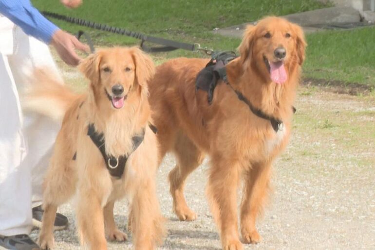 Prevent pet obesity: the importance of canine fitness