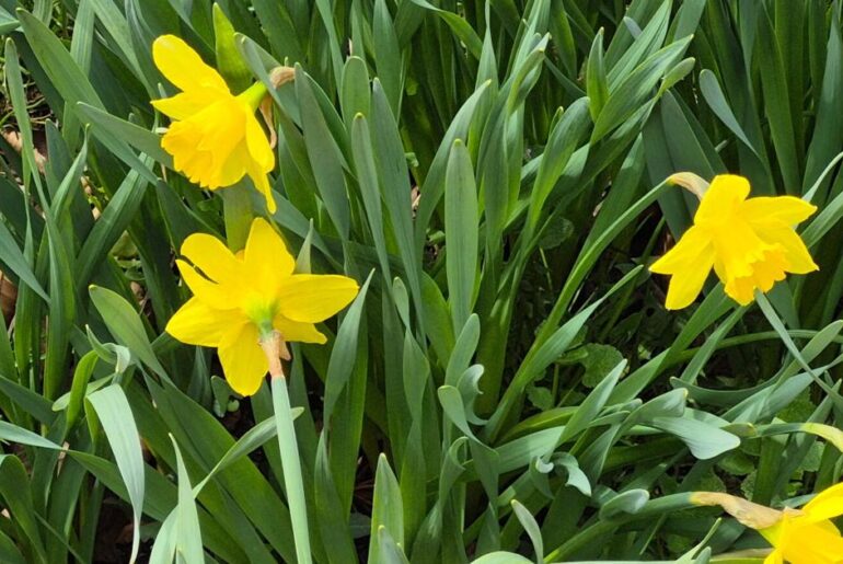 The beauty of daffodils heralds the spring