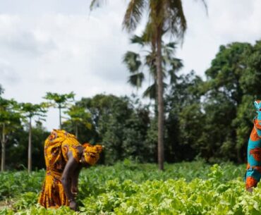 Fertilizer Market Trends: Micronutrient Enrichment, Balanced Nutrition & Industry Forecast to 2034