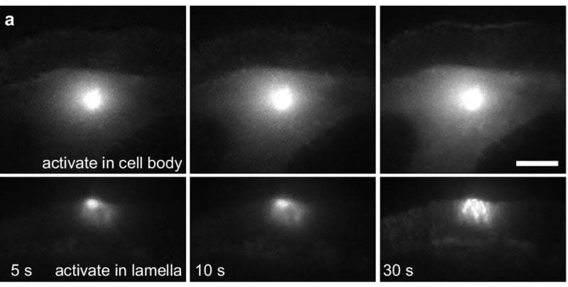 Myosin mediates the advective flow of actin. (CREDIT: Nature Communications)