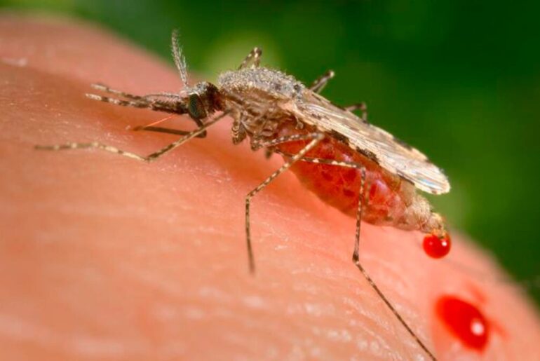 Groundbreaking Israeli study finds malarial parasites hack RNA to deceive immune system