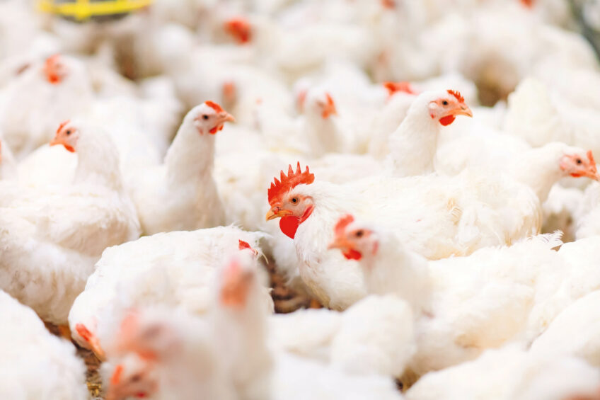 For producers practicing separate‑sex rearing, ADM's Xtract 6930 helps maintain feed efficiency and carcass quality across different diet densities while supporting flock resilience and uniformity. Photo: ADM