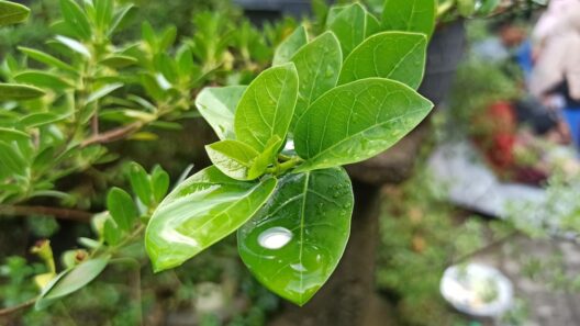 MFDS reiterates ban on Gymnema sylvestre, Bacopa in health supplements