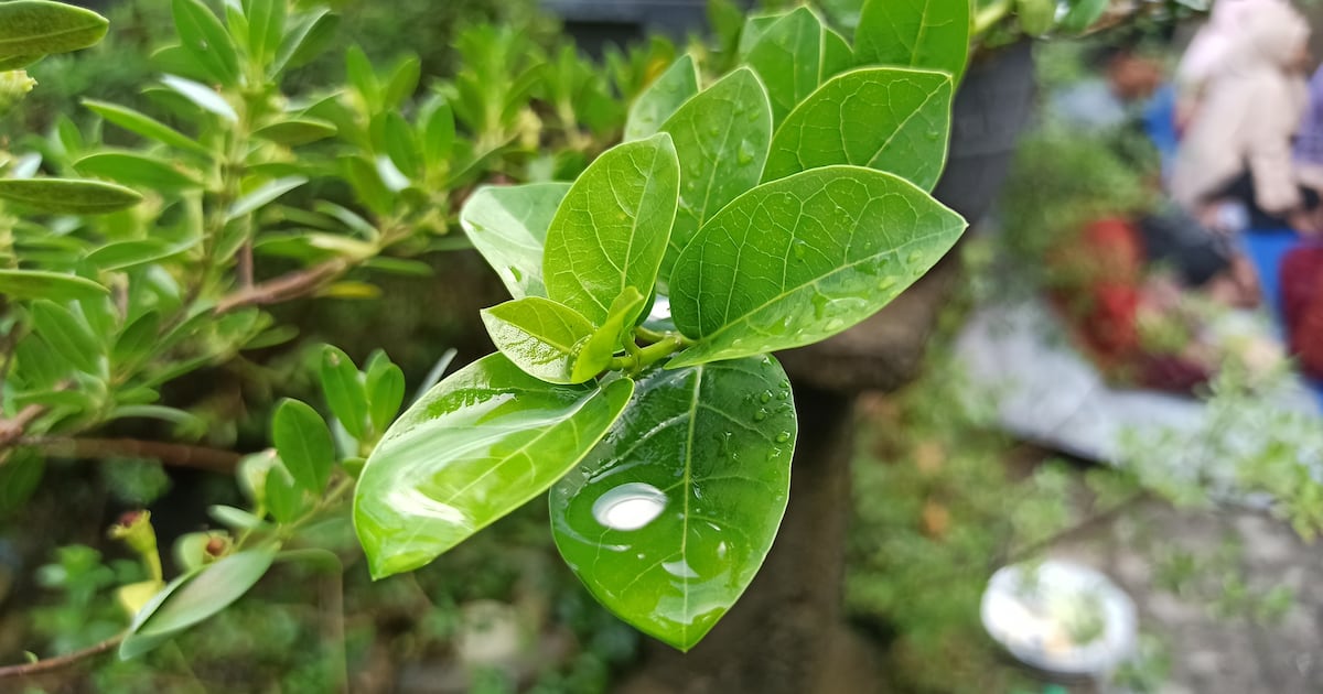 MFDS reiterates ban on Gymnema sylvestre, Bacopa in health supplements