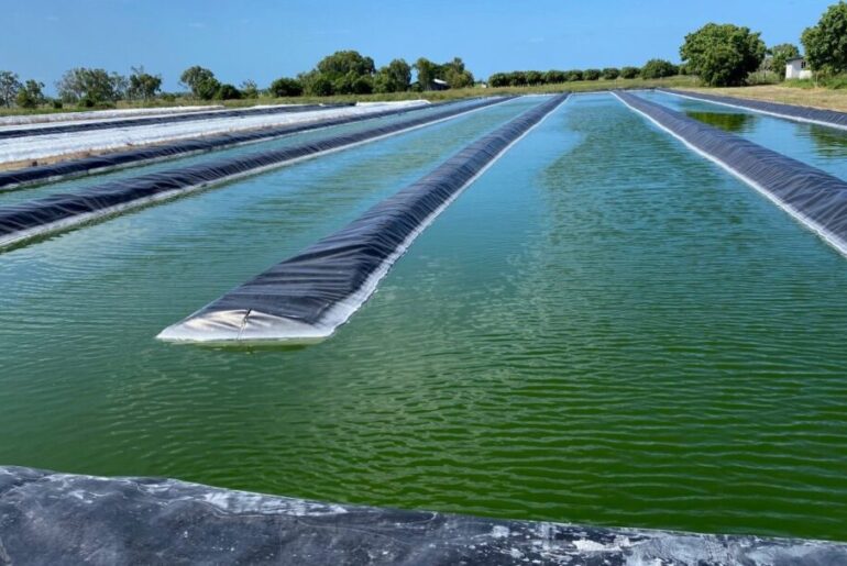 Algae trial flags valuable nutrition supplement to improve beef production