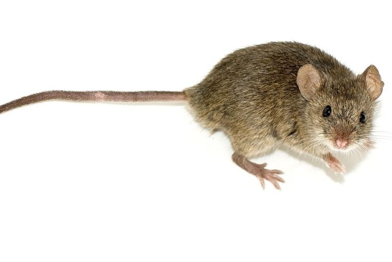 Aerobic exercise creates a muscle protein that boosts mouse memory
