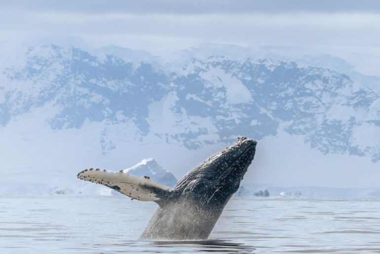 Sailing into Antarctica’s tableaux of beauty and close encounters with wildlife