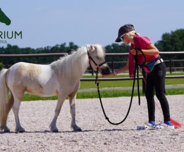 TerraNova's Equilibrium Program Expands Community Access to Wellness Through Horses