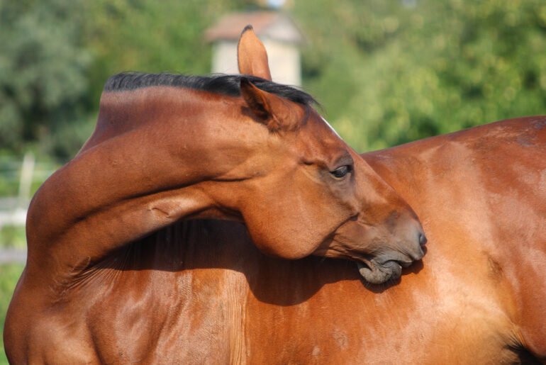 Best skin and coat supplements for horses: what are your options?