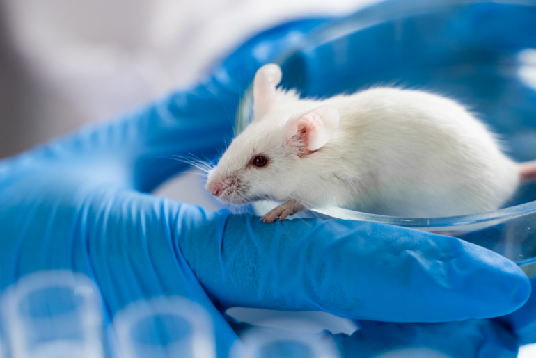 Negative effects of artificial sweeteners may pass on to next generation, mouse research suggests