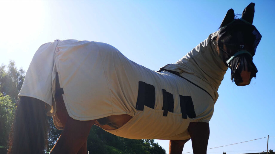 Close up of horse wearing sweet itch rug