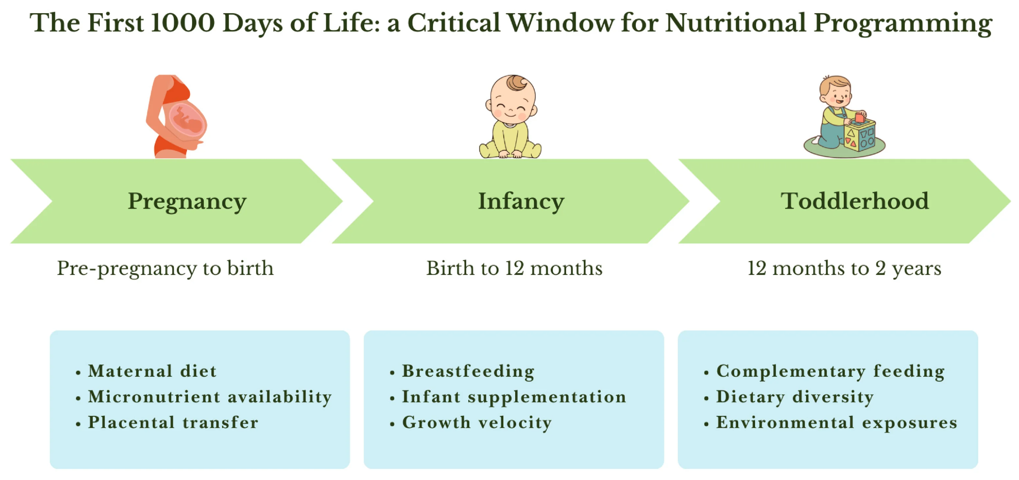 Key maternal, infant, and environmental factors influencing nutritional programming during pregnancy, infancy and toddlerhood.