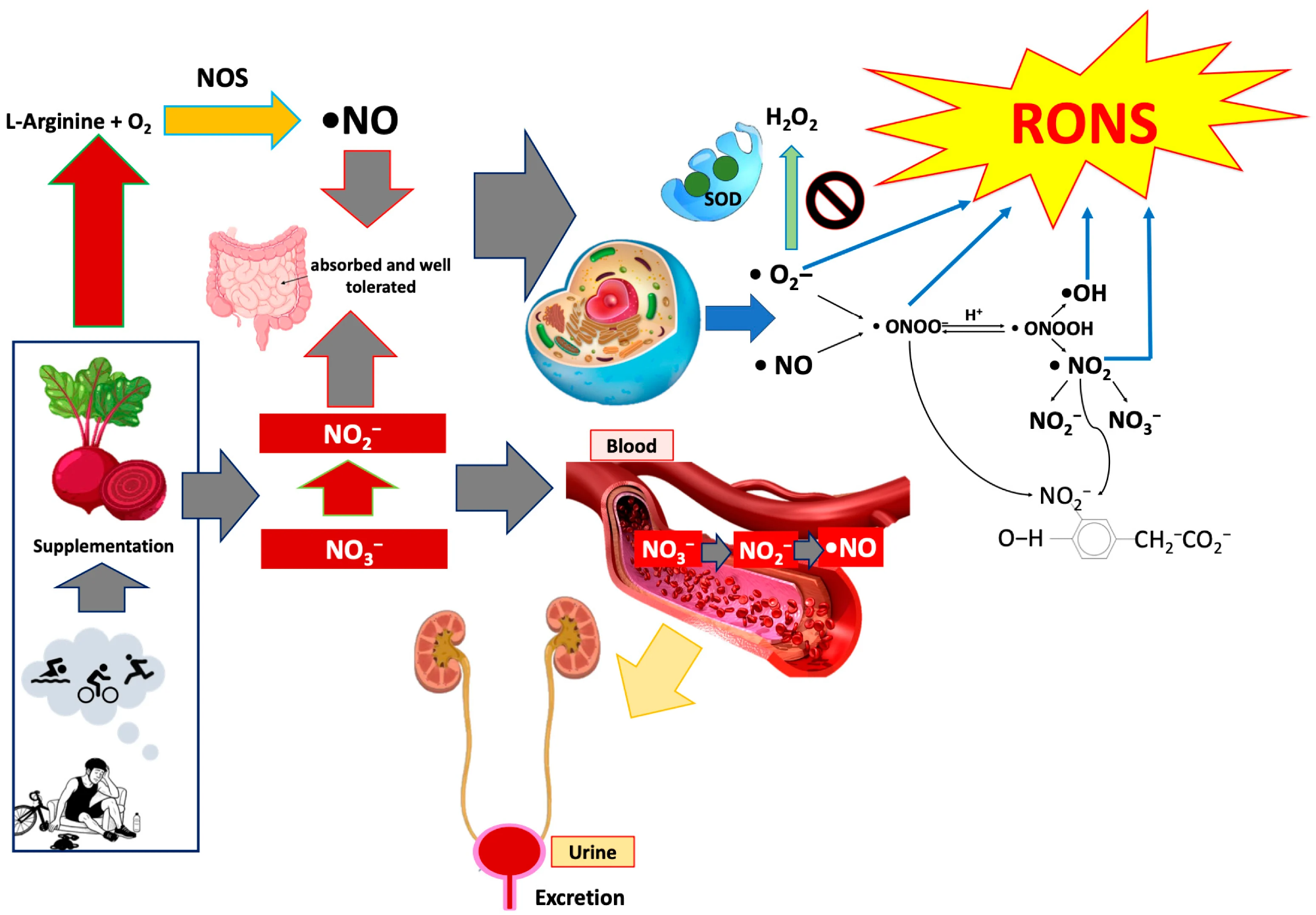 Schematic diagram of the mechanisms underlying beetroot-based nitrate supplementation (B-bNs) and its effects on nitric oxide metabolism, redox balance, and inflammation in endurance athletes. Dietary nitrate (NO3−) is absorbed and reduced to nitrite (NO2−) and nitric oxide (NO), increasing systemic NO bioavailability in blood and urine. Enhanced NO signaling is associated with increased nitric oxide synthase (NOS) activity and downstream formation of reactive nitrogen species, including peroxynitrite and 3-nitrotyrosine. Although reactive oxygen species production rises, antioxidant defenses (e.g., SOD activity) and lipid peroxidation markers remain unchanged, indicating preserved redox balance. Mild increases in IL-6 reflect physiological adaptation rather than pathological inflammation, supporting the safety and efficacy of B-bNs in modulating NO-related pathways without inducing oxidative damage. •NO, nitric oxide; H2O2, hydrogen peroxide; NOS, nitric oxide synthase; NO2−, nitrite; NO3−, nitrate; NO2, nitrogen dioxide; NO2−/NO3−, nitrite/nitrate pool; ONOO−, peroxynitrite; ONOOH, peroxynitrous acid; O2−, superoxide anion; •OH, hydroxyl radical; RONS, reactive oxygen and nitrogen species; SOD, superoxide dismutase.