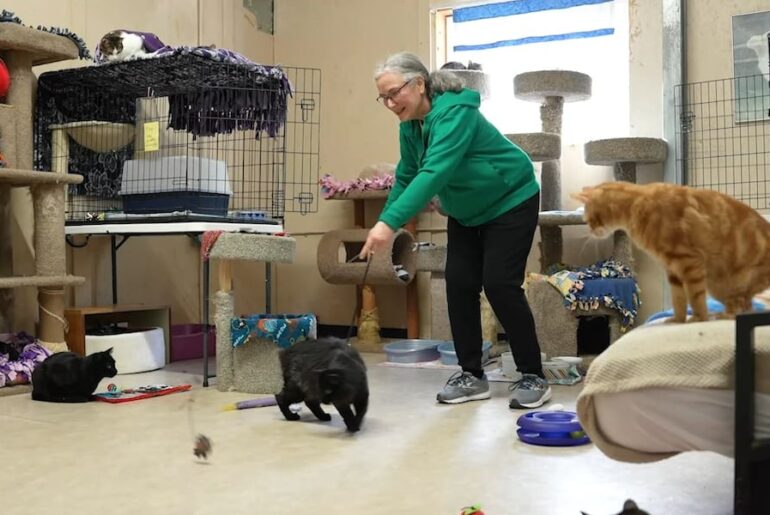 Sherwood cat sanctuary volunteers find mental wellness through service
