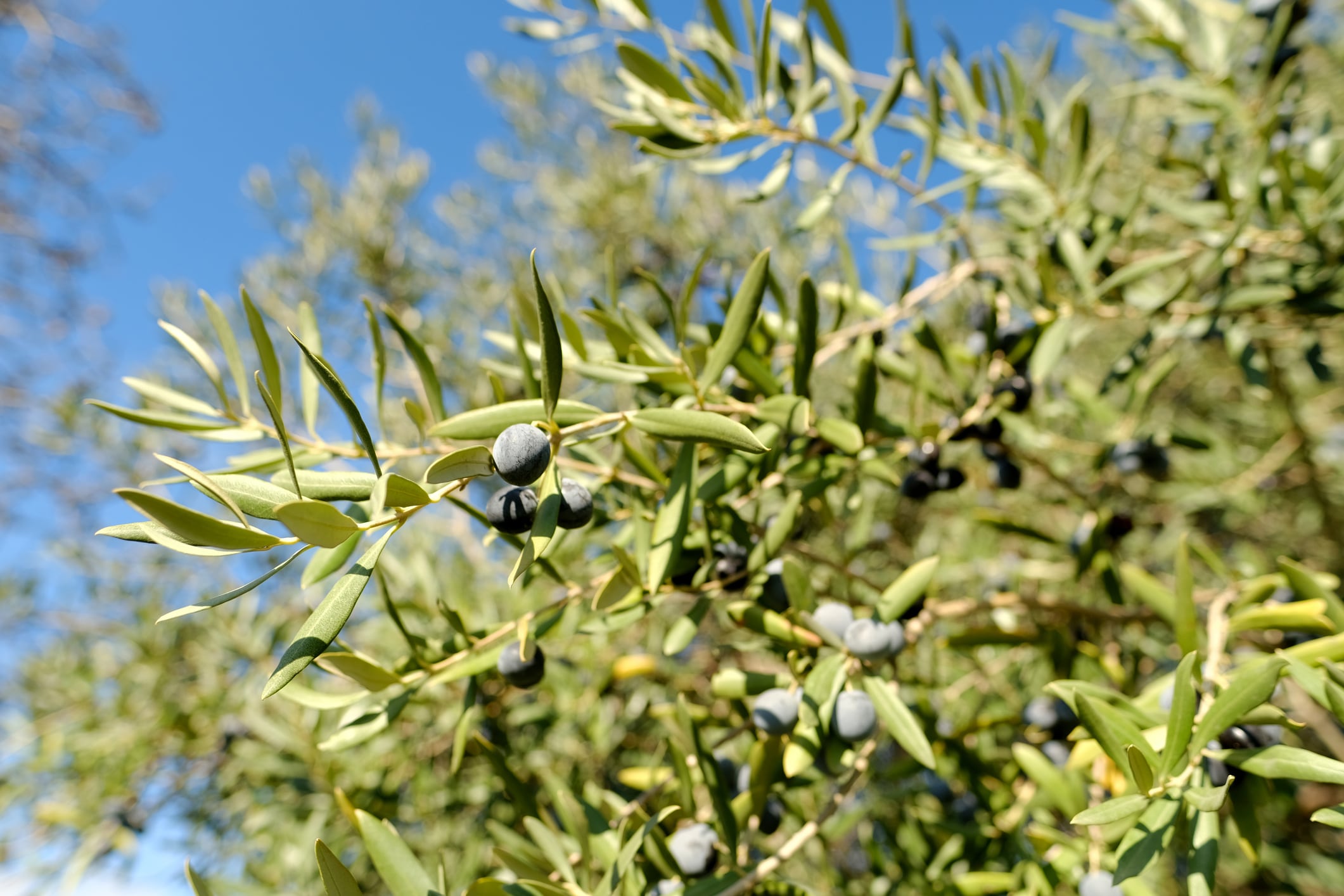 Oleuropein is the most prevalent polyphenol in olive tree leaves, Olea europaea.
