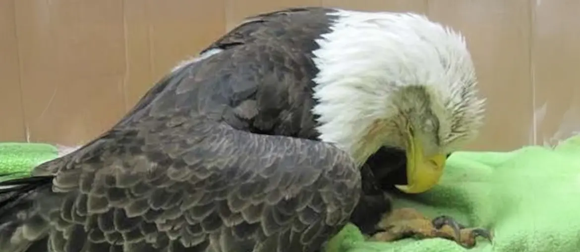 Courier-Journal Investigation on Lead Poisoning of Kentucky Eagles