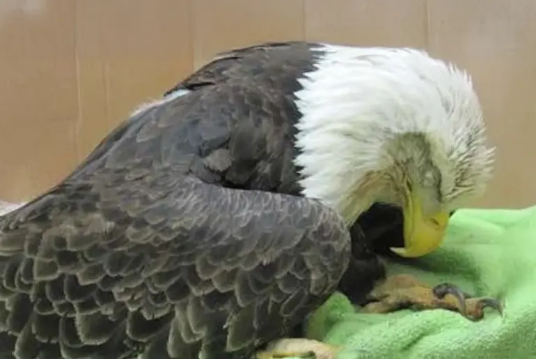 Courier-Journal Investigation on Lead Poisoning of Kentucky Eagles