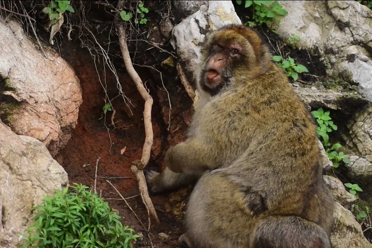Macaque monkey eating dirt