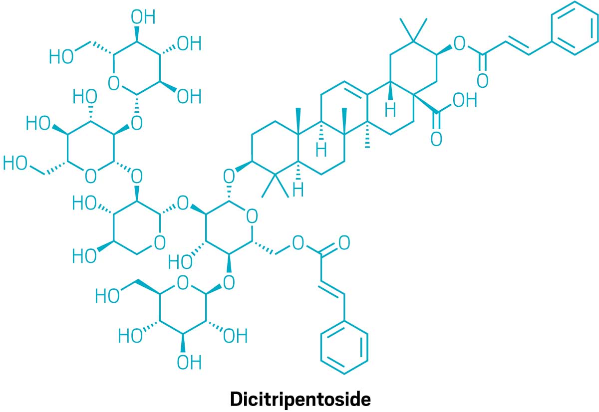 The line structure of dicitripentoside with a branched chain of five sugars coming off its left side and two cinnamate chains hanging off the molecule.