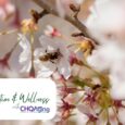 Seasonal Allergies & Healthy Eating: Fresh Spring Foods That Support Your Immune System
