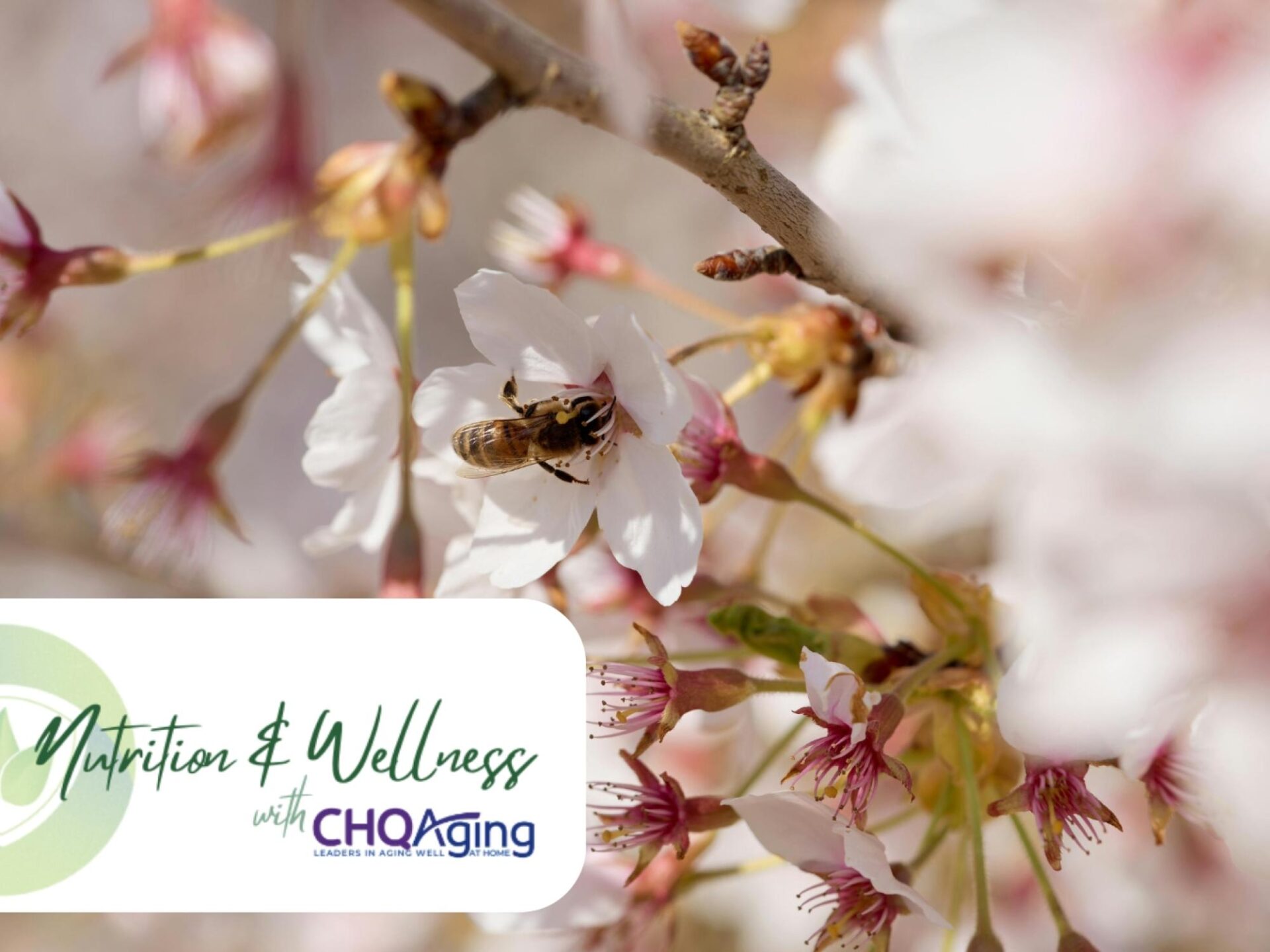 Seasonal Allergies & Healthy Eating: Fresh Spring Foods That Support Your Immune System