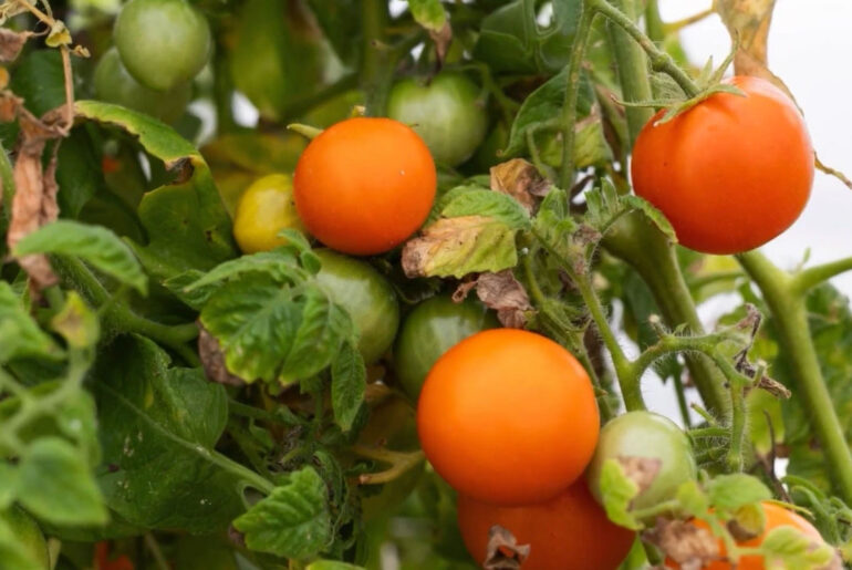 Scientists Develop Vitamin A-Enriched Tomato to Fight Global Deficiency