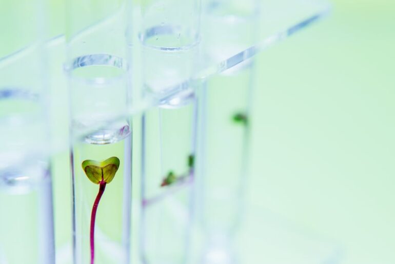 UK scientists develop B12-fortified pea shoots to tackle nutritional deficiency