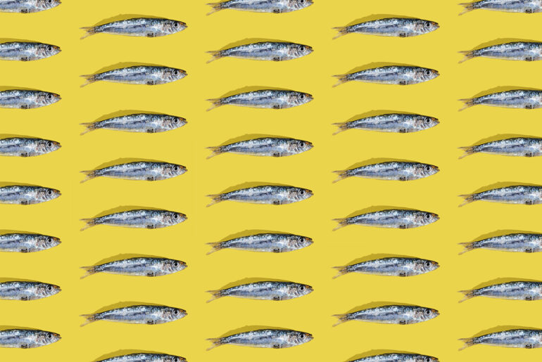 Sardines on a yellow background