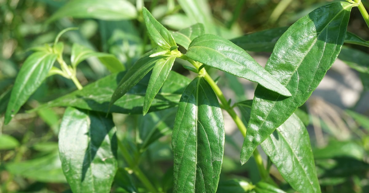 Andrographis could be removed for use in health supplements in Australia