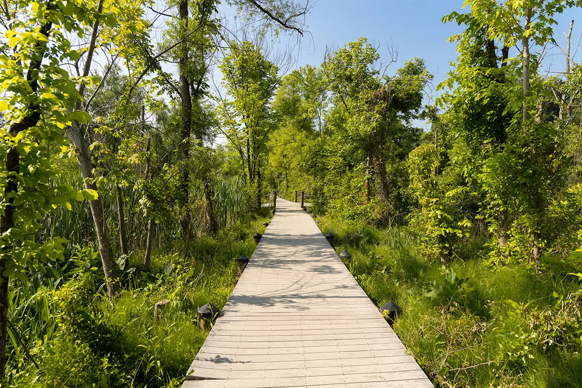 Theordore Roosevelt Island boardwalk trail