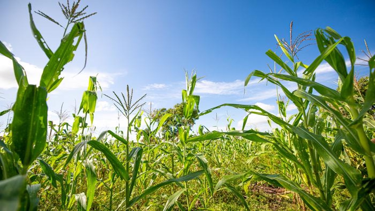 Rethinking Staple Food Crops At The Intersection Of Human Nutrition, Climate, And Sustainability – Eurasia Review