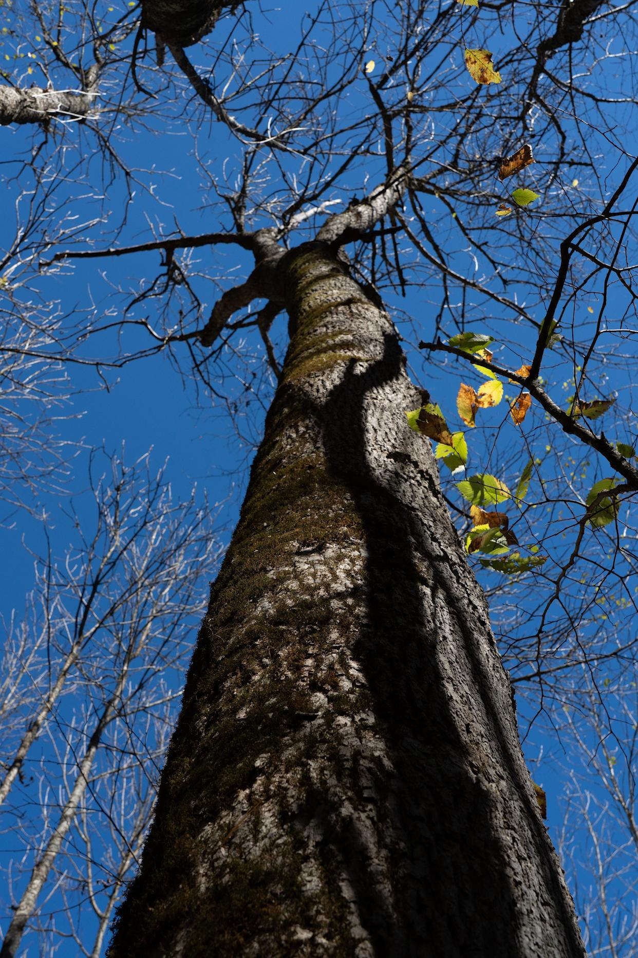 A black ash tree, that has been inhabited by emerald ash borers, seen in a black ash tree swamp on the Menominee Reservation in Neopit, Wisconsin, on the afternoon of Oct. 9, 2025. Black ash trees are an important part of the water filtration system on the reservation.