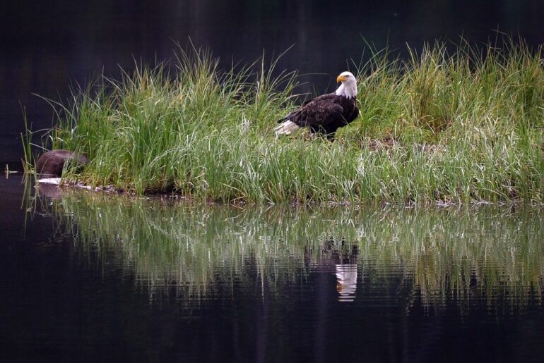 Maryland Senate Leadership Blocks Vote on Lead Ammunition Reform