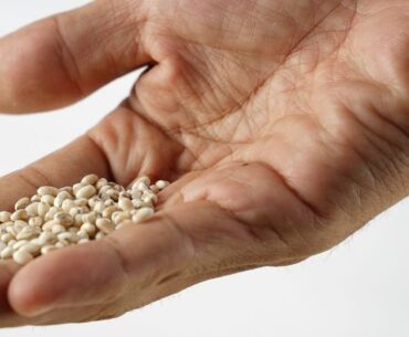 'Cholesterol-lowering' grain backed by nutritionist could cut bad lipids by up to 15% within weeks