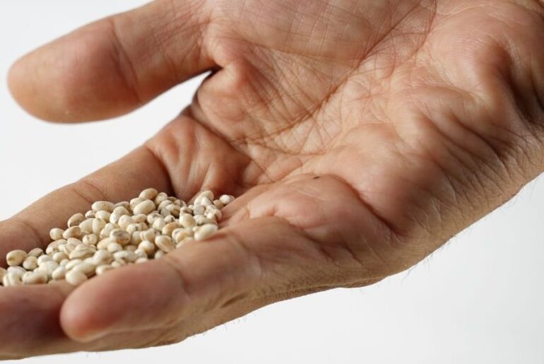 'Cholesterol-lowering' grain backed by nutritionist could cut bad lipids by up to 15% within weeks