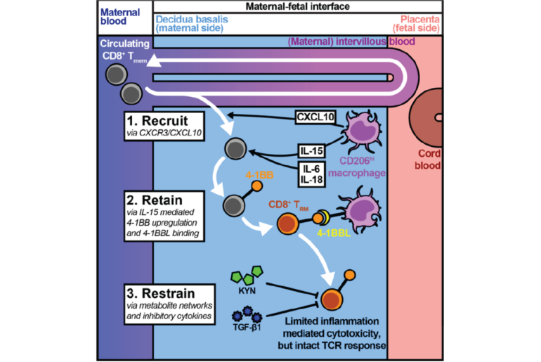 Recruit, retain, restrain: controlling T cell immunity at the maternal-fetal interface