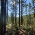 Our favorite Alabama walking trails for health and wellness
