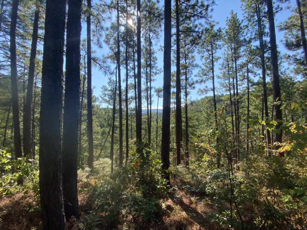 Our favorite Alabama walking trails for health and wellness