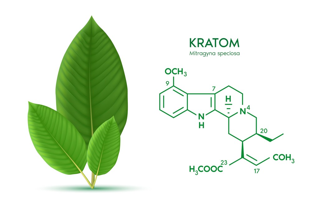 Illustration of three green kratom leaves next to the chemical structure of speciogynine.